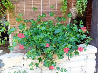 Pelargonie