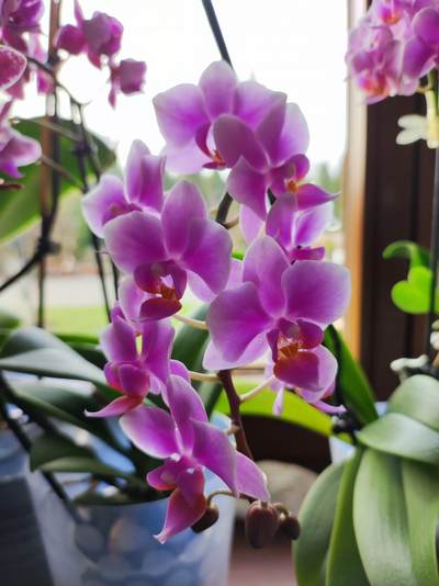 orchidej
