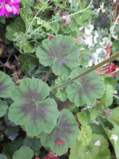 Pelargonie