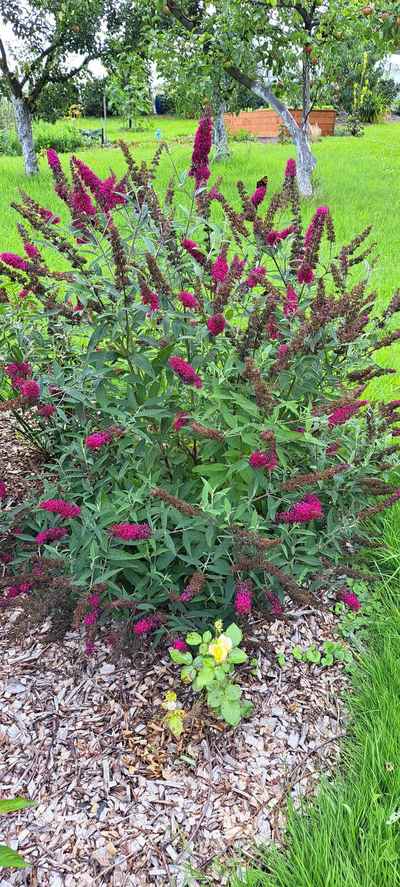 buddleja