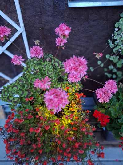 Pelargonie