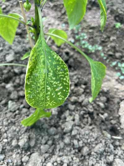 Papriky