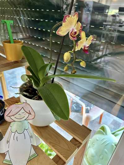 orchidej